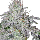 PERSIAN PIE - GREEN HOUSE SEED CO